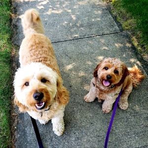 Meet your Posher, Daniella